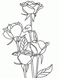 Rose 10